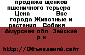 продажа щенков пшеничного терьера › Цена ­ 35 000 - Все города Животные и растения » Собаки   . Амурская обл.,Зейский р-н